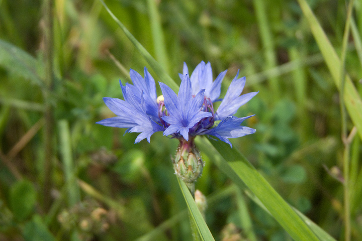 Fiordaliso - Cyanus segetum